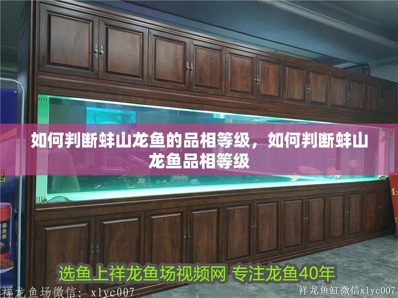 如何判斷<strong><mark>蚌山</mark></strong>龍魚的品相等級，如何判斷<strong><mark>蚌山</mark></strong>龍魚品相等級