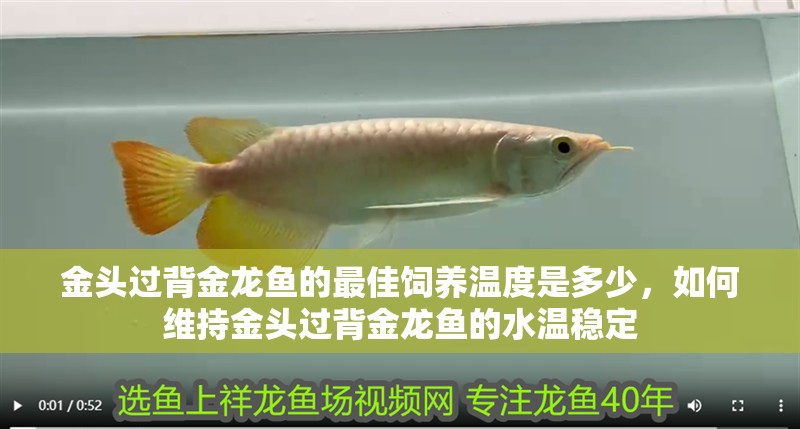 金頭過背金龍魚的最佳飼養溫度是多少，如何維持金頭過背金龍魚的水溫穩定