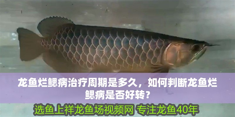 龍魚(yú)爛鰓病治療周期是多久，如何判斷龍魚(yú)爛鰓病是否好轉(zhuǎn)？