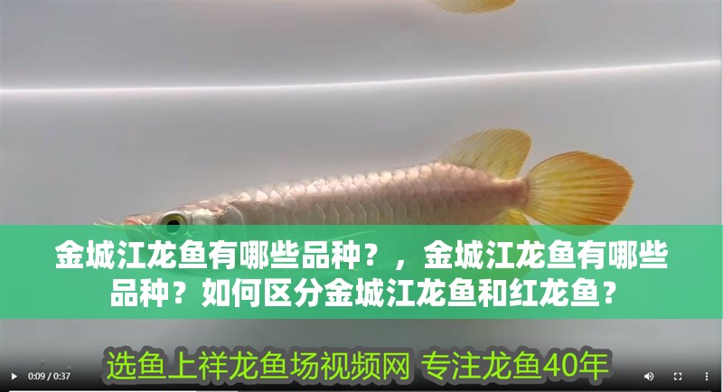 金城江龍魚有哪些品種？，金城江龍魚有哪些品種？如何區分金城江龍魚和紅龍魚？