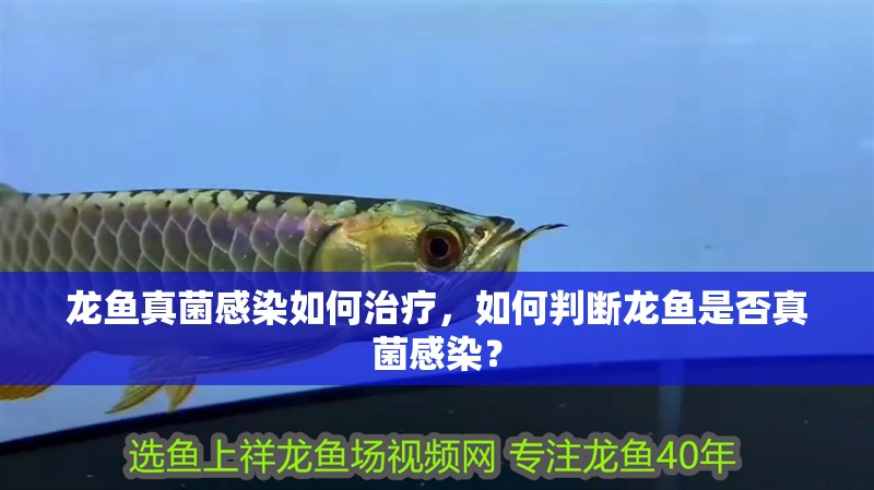 龍魚(yú)真菌感染如何治療，如何判斷龍魚(yú)是否真菌感染？