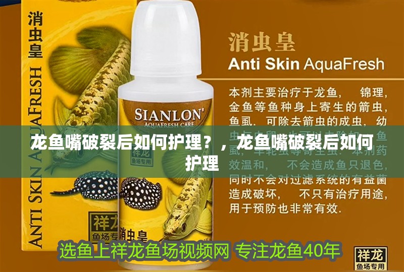 龍魚嘴破裂后如何護理？，龍魚嘴破裂后如何護理