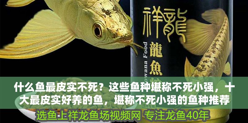 什么魚最皮實不死？這些魚種堪稱不死小強，十大最皮實好養的魚，堪稱不死小強的魚種推薦