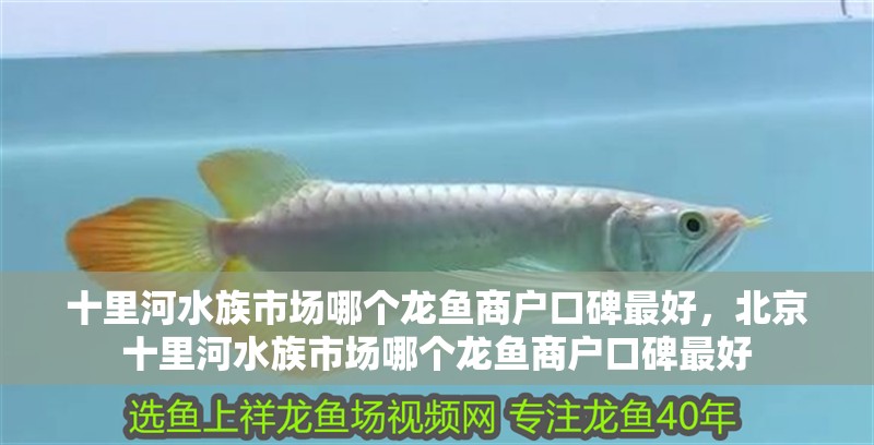 十里河水族市場(chǎng)哪個(gè)龍魚商戶口碑最好，<strong><mark>北京</mark></strong>十里河水族市場(chǎng)哪個(gè)龍魚商戶口碑最好