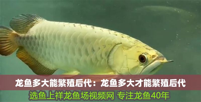 龍魚多大能繁殖后代：龍魚多大才能繁殖后代