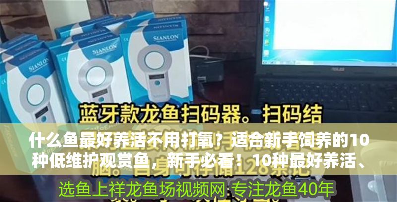什么魚最好養活不用打氧？適合新手飼養的10種低維護觀賞魚，新手必看！10種最好養活、無需打氧的低維護觀賞魚推薦