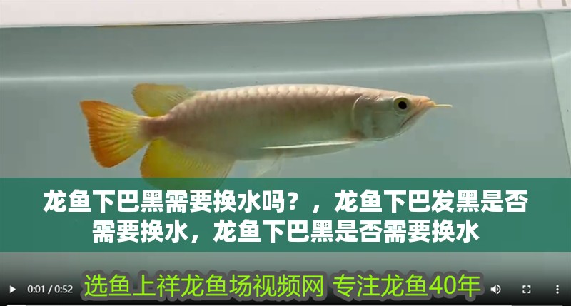龍魚下巴黑需要換水嗎？，龍魚下巴發黑是否需要換水，龍魚下巴黑是否需要換水