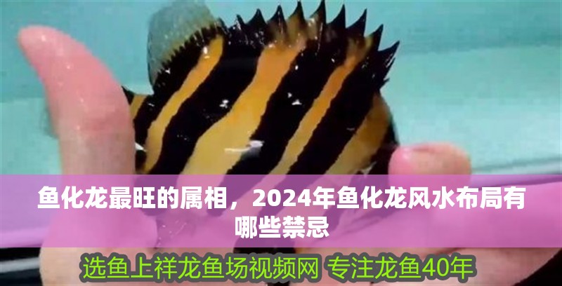 魚化龍最旺的屬相，2024年魚化龍風(fēng)水布局有哪些禁忌