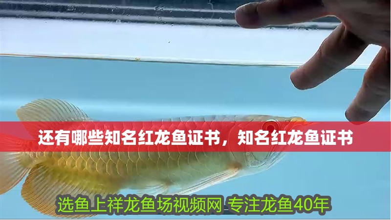 還有哪些知名紅龍魚證書，知名紅龍魚證書