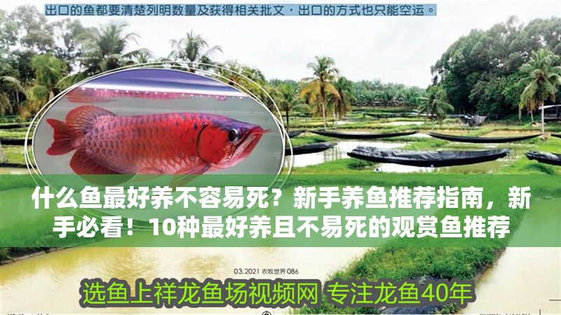 什么魚最好養不容易死？新手養魚推薦指南，新手必看！10種最好養且不易死的觀賞魚推薦