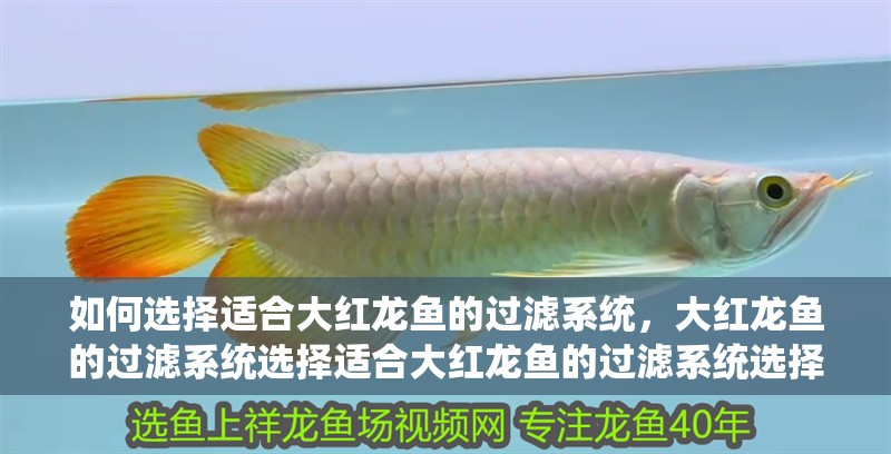 如何選擇適合大紅龍魚的過濾系統，大紅龍魚的過濾系統選擇適合大紅龍魚的過濾系統選擇