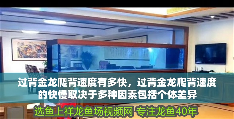 過背金龍爬背速度有多快，過背金龍爬背速度的快慢取決于多種因素包括個(gè)體差異