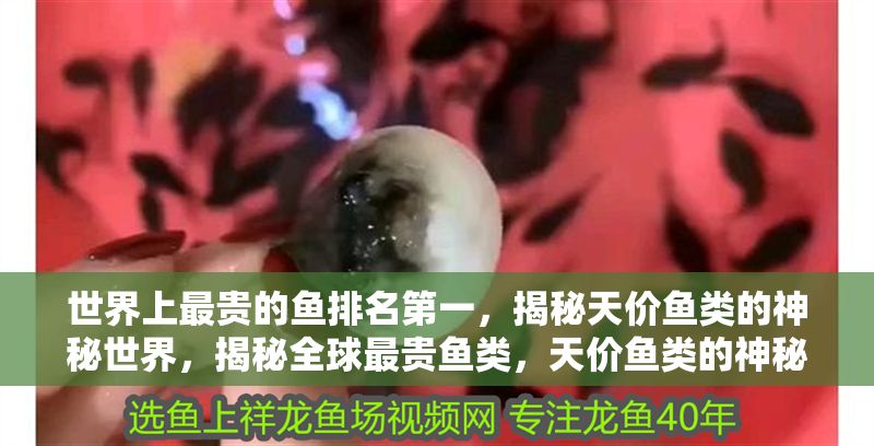 世界上最貴的魚排名第一，揭秘天價魚類的神秘世界，揭秘全球最貴魚類，天價魚類的神秘世界 世界上最貴的魚排名第一，揭秘天價魚類的神秘世界，揭秘全球最貴魚類，天價魚類的神秘世界 龍魚百科 第1張