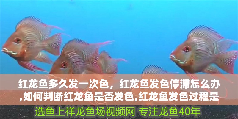 紅龍魚多久發一次色，紅龍魚發色停滯怎么辦,如何判斷紅龍魚是否發色,紅龍魚發色過程是怎樣的
