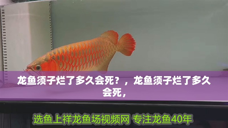 龍魚須子爛了多久會死？，龍魚須子爛了多久會死，
