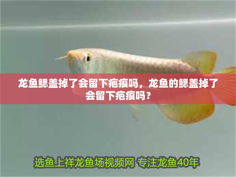 龍魚鰓蓋掉了會留下疤痕嗎，龍魚的鰓蓋掉了會留下疤痕嗎？