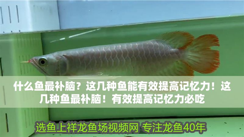 什么魚最補腦？這幾種魚能有效提高記憶力！這幾種魚最補腦！有效提高記憶力必吃