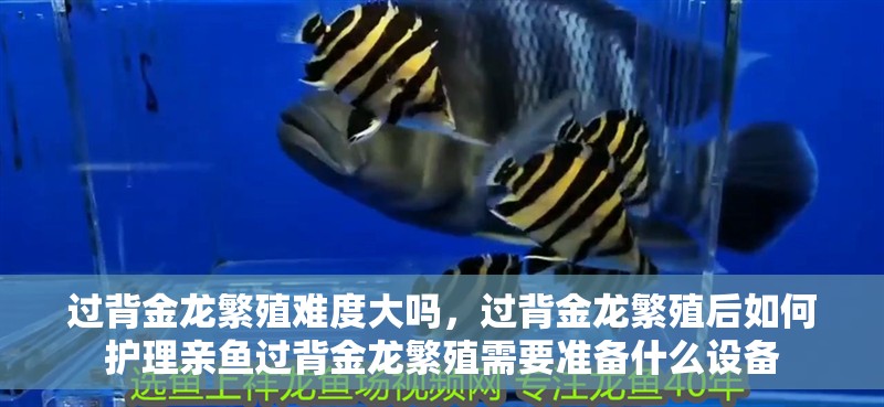 過背金龍繁殖難度大嗎，過背金龍繁殖后如何護理親魚過背金龍繁殖需要準備什么設備