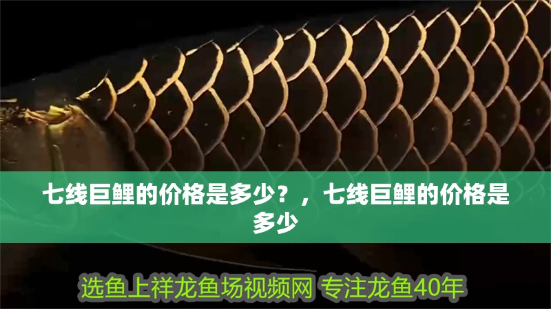 七線巨鯉的價格是多少？，七線巨鯉的價格是多少