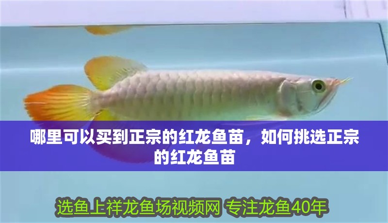 哪里可以買到正宗的紅龍魚苗，如何挑選正宗的紅龍魚苗