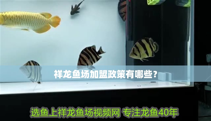 祥龍魚場加盟政策有哪些？