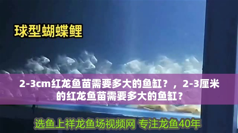 2-3cm紅龍魚(yú)苗需要多大的魚(yú)缸？，2-3厘米的紅龍魚(yú)苗需要多大的魚(yú)缸？