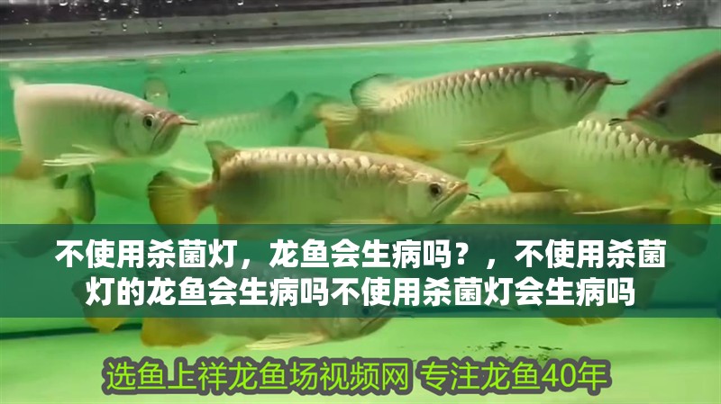 不使用殺菌燈，龍魚(yú)會(huì)生病嗎？，不使用殺菌燈的龍魚(yú)會(huì)生病嗎不使用殺菌燈會(huì)生病嗎