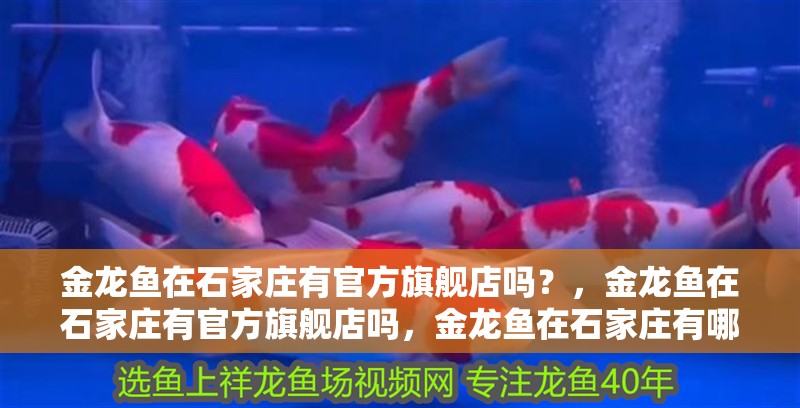 金龍魚在石家莊有官方旗艦店嗎？，金龍魚在石家莊有官方旗艦店嗎，金龍魚在石家莊有哪些分公司