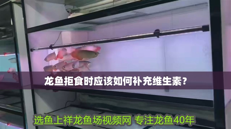 龍魚拒食時應該如何補充維生素？