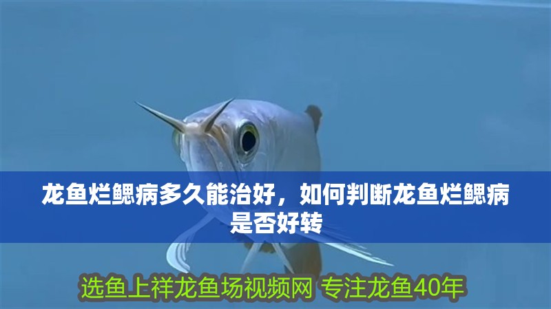 龍魚爛鰓病多久能治好，如何判斷龍魚爛鰓病是否好轉
