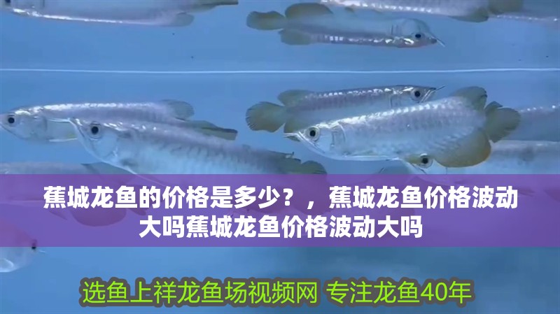 蕉城龍魚的價格是多少？，蕉城龍魚價格波動大嗎蕉城龍魚價格波動大嗎