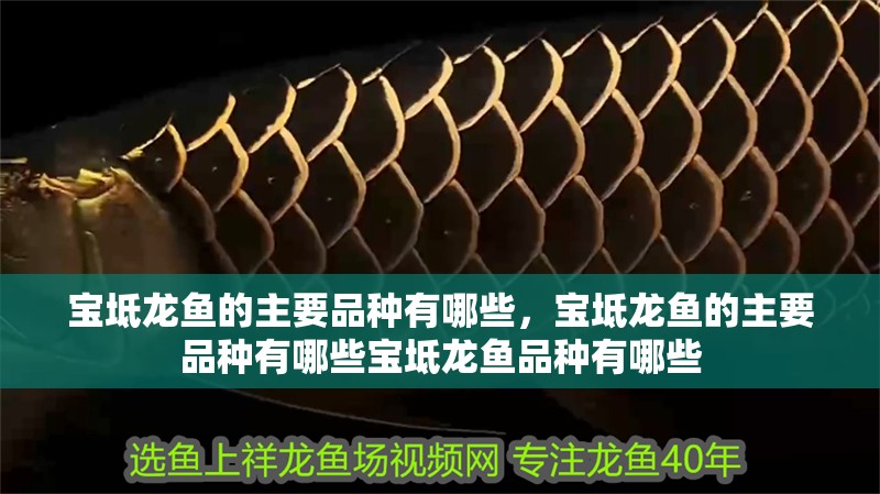 寶坻龍魚的主要品種有哪些，寶坻龍魚的主要品種有哪些寶坻龍魚品種有哪些