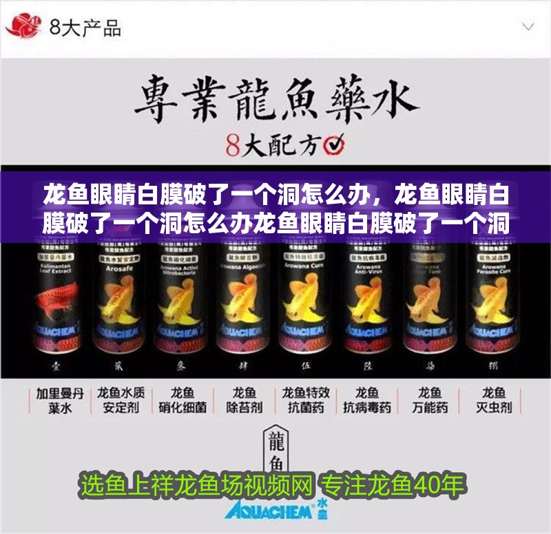龍魚眼睛白膜破了一個洞怎么辦，龍魚眼睛白膜破了一個洞怎么辦龍魚眼睛白膜破了一個洞怎么辦