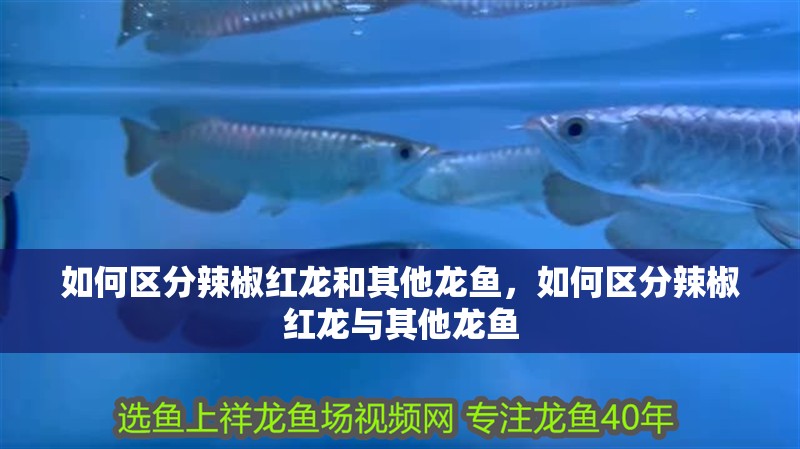 如何區(qū)分辣椒紅龍和其他龍魚，如何區(qū)分辣椒紅龍與其他龍魚