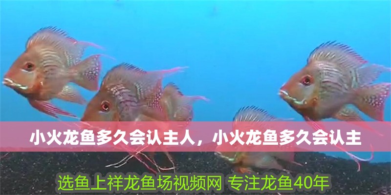 小火龍魚多久會認主人，小火龍魚多久會認主