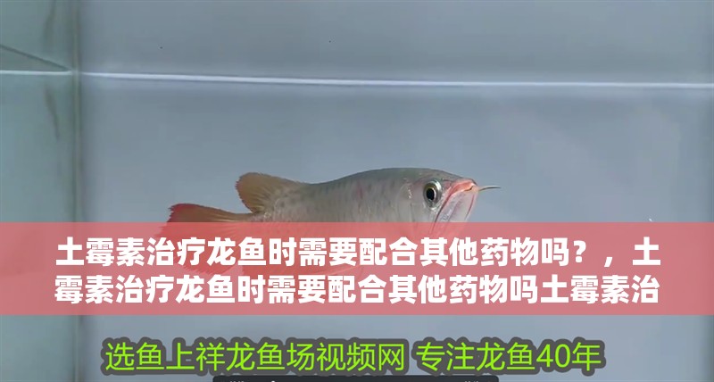 土霉素治療龍魚時需要配合其他藥物嗎？，土霉素治療龍魚時需要配合其他藥物嗎土霉素治療龍魚需要多長時間