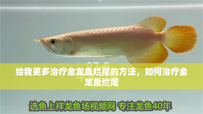 給我更多治療金龍魚爛尾的方法，如何治療金龍魚爛尾