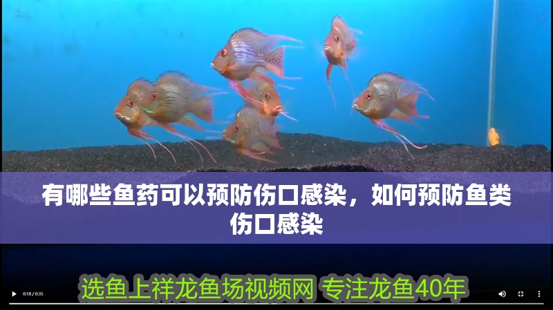 有哪些魚藥可以預防傷口感染，如何預防魚類傷口感染