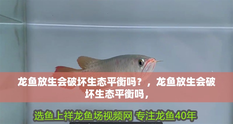 龍魚放生會破壞生態平衡嗎？，龍魚放生會破壞生態平衡嗎，