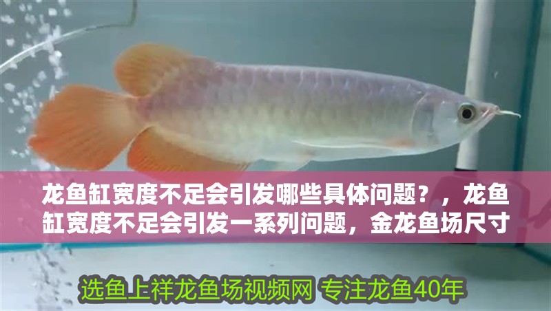 龍魚缸寬度不足會引發哪些具體問題？，龍魚缸寬度不足會引發一系列問題，金龍魚場尺寸選擇清單