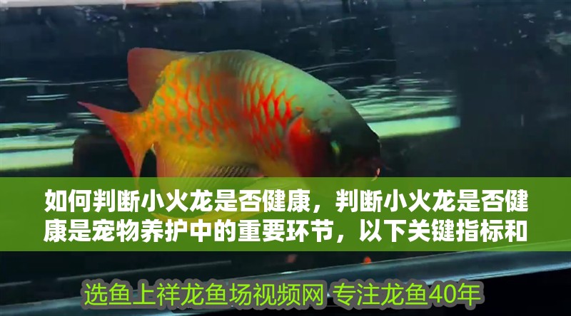 如何判斷小火龍是否健康，判斷小火龍是否健康是寵物養(yǎng)護(hù)中的重要環(huán)節(jié)，以下關(guān)鍵指標(biāo)和方法