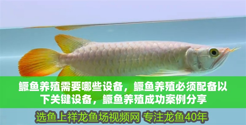 鱖魚養殖需要哪些設備，鱖魚養殖必須配備以下關鍵設備，鱖魚養殖成功案例分享