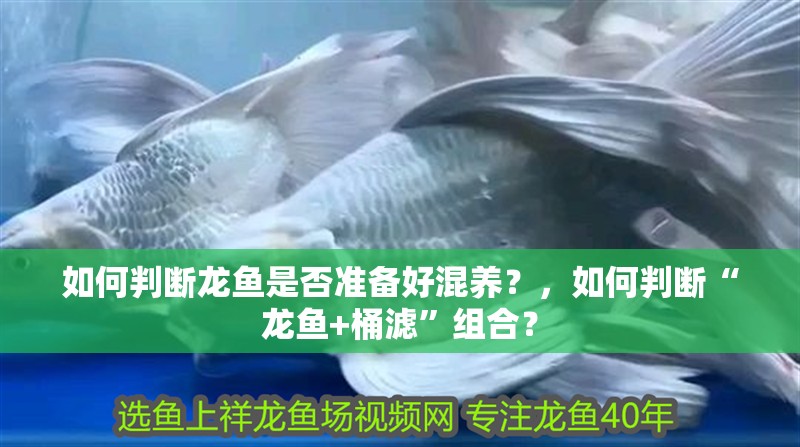 如何判斷龍魚是否準備好混養？，如何判斷“龍魚+桶濾”組合？