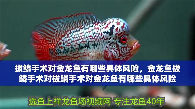拔鱗手術對金龍魚有哪些具體風險，金龍魚拔鱗手術對拔鱗手術對金龍魚有哪些具體風險
