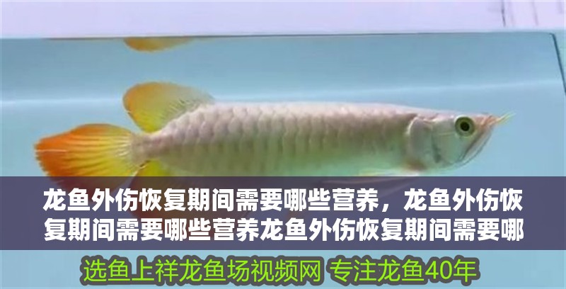 龍魚外傷恢復期間需要哪些營養，龍魚外傷恢復期間需要哪些營養龍魚外傷恢復期間需要哪些營養
