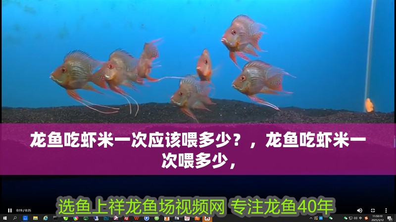 龍魚吃蝦米一次應(yīng)該喂多少？，龍魚吃蝦米一次喂多少，