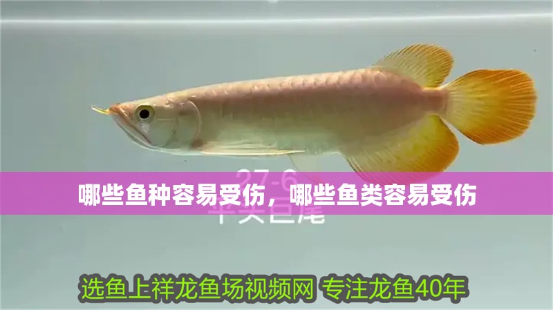 哪些魚種容易受傷，哪些魚類容易受傷