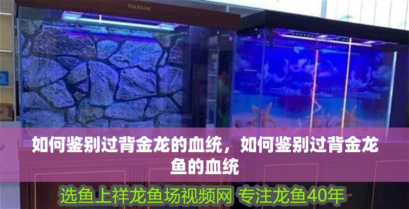 如何鑒別過背金龍的血統，如何鑒別過背金龍魚的血統