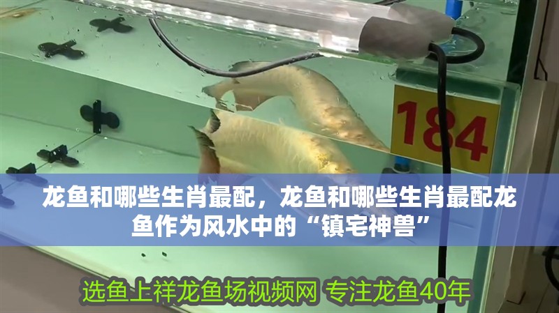 龍魚和哪些生肖最配，龍魚和哪些生肖最配龍魚作為風水中的“鎮宅神獸”