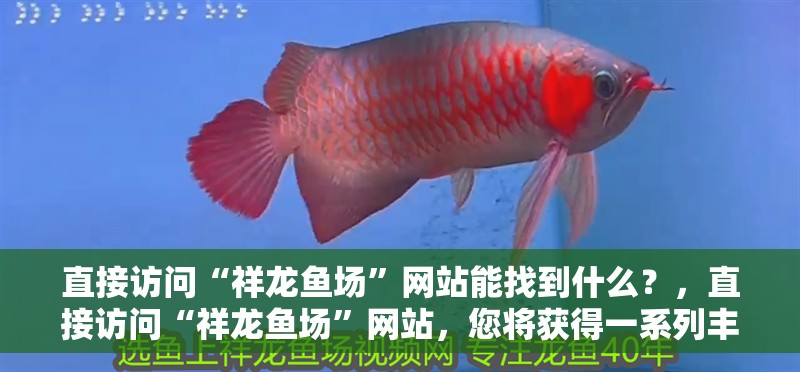 直接訪問(wèn)“祥龍魚場(chǎng)”網(wǎng)站能找到什么？，直接訪問(wèn)“祥龍魚場(chǎng)”網(wǎng)站，您將獲得一系列豐富的信息和資源